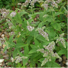 Horse mint seeds