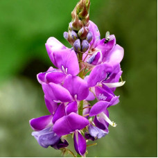 Canada tickclover seeds «Perseus»