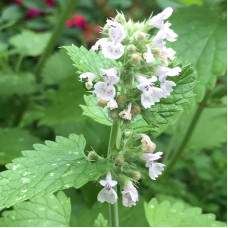 Catnip seeds
