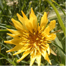 Meadow salsify seeds