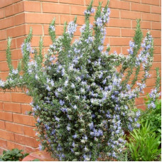 Rosemary seeds