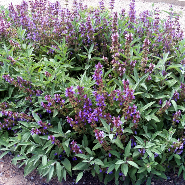 Sage seeds