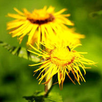 Elecampane seeds «Gulliver»