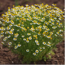 Chamomile seeds «Golden Lan»