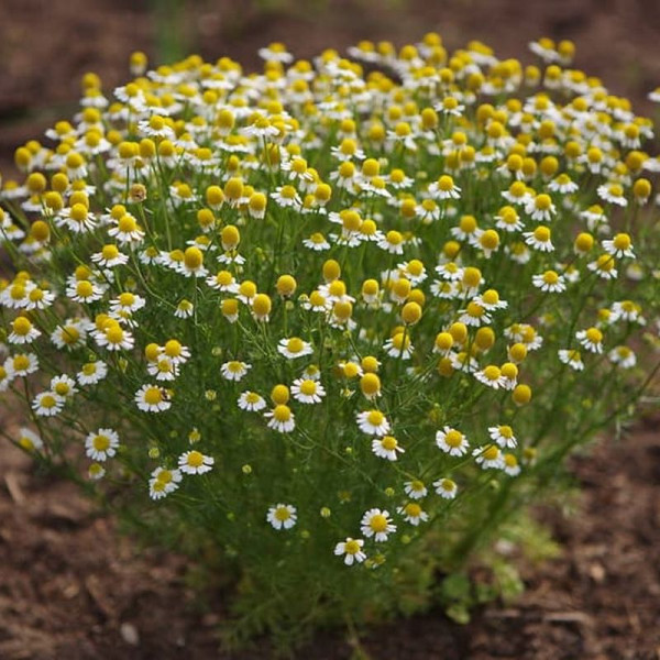 Chamomile seeds «Golden Lan»