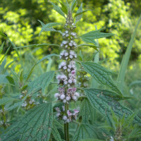 Семена пустырника