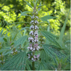 Motherwort seeds