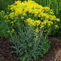 Woad seeds