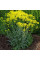 Woad seeds