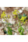 Woad seeds