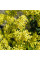 Woad seeds
