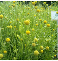 Helenium aromaticum seeds