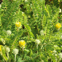 Насіння астрагалу шерстистоквіткового «Фаворит»