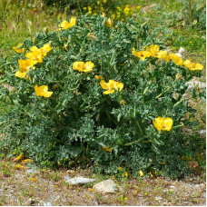 Yellow horned poppy seeds «Helios»