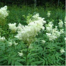 Meadowsweet seeds