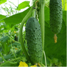 Cucumber seeds «Brave» F1
