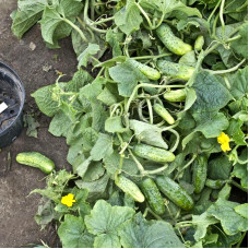 Cucumber seeds «Abundant»