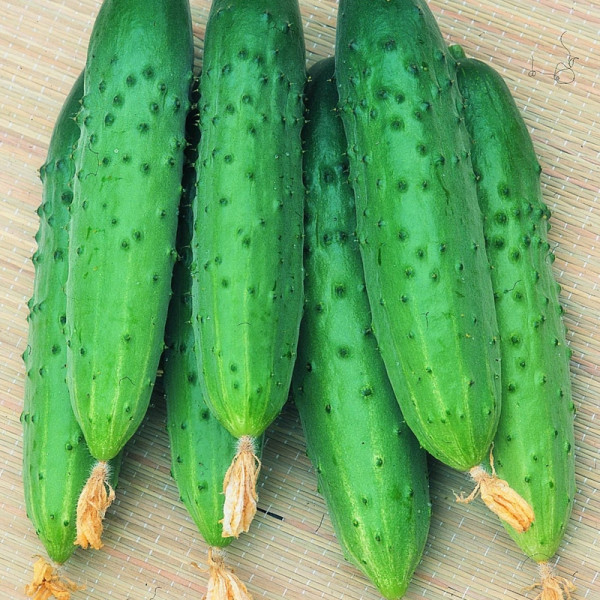 Cucumber seeds «Corporal» F1