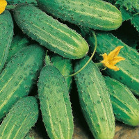 Насіння огірка «Ізід» F1