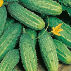 Cucumber seeds «Isid» F1