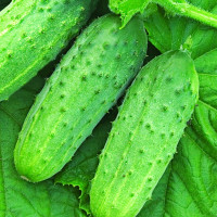 Насіння огірка «Конкурент»