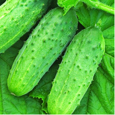 Cucumber seeds «Competitor»