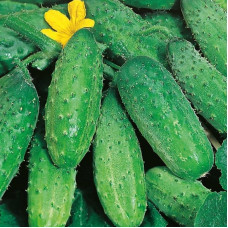 Cucumber seeds «Bush»