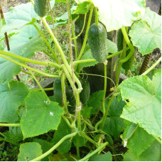 Cucumber seeds «Tom Thumb» F1