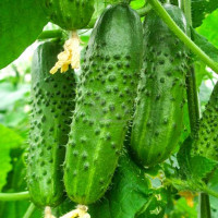 Cucumber seeds «Nijinsky»