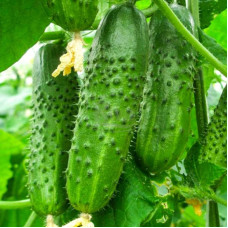 Cucumber seeds «Nijinsky»