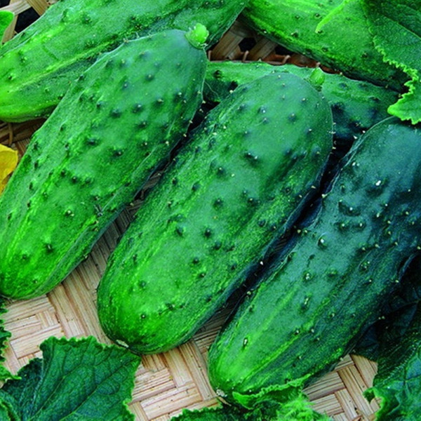 Cucumber seeds «Sister Olenka» F1