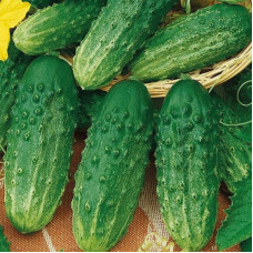 Cucumber seeds «Barrel salting» F1