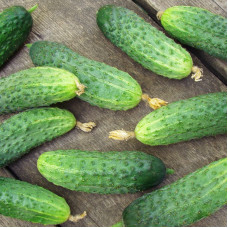 Cucumber seeds «King of the garden» F1