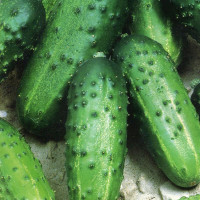 Насіння огірка «Одіс» F1