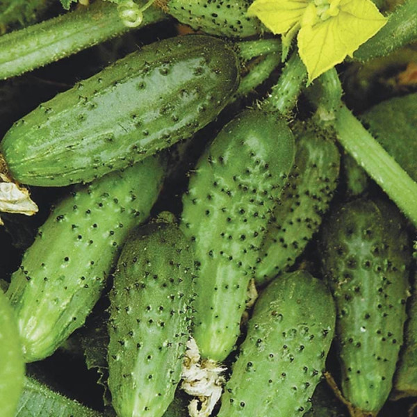 Cucumber seeds «Roam» F1