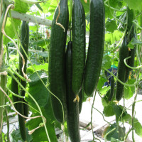 Cucumber seeds «Chinese salad»