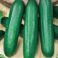 Cucumber seeds «Emelya»