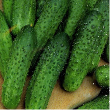 Cucumber seeds «Snack» F1