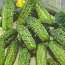 Cucumber seeds «Game»