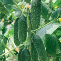 Насіння огірка «Хлопці з грядки» F1