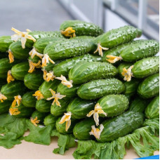 Cucumber seeds «Drought resistant» F1