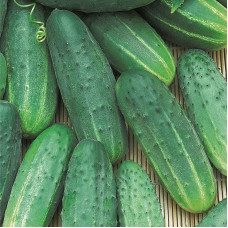 Cucumber seeds «Reliable»