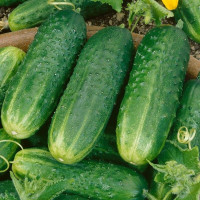 Cucumber seeds «Generous» F1