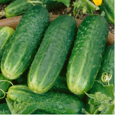 Cucumber seeds «Generous» F1