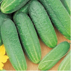 Cucumber seeds «Polonaise» F1