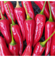 Hot pepper seeds «Stars in the Sky chili»