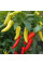 Насіння перцю гострого «Петляківський»