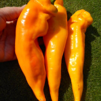 Sweet pepper seeds «Ramiro yellow»