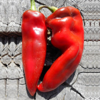 Насіння перцю солодкого «Капія»