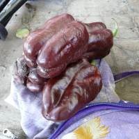 Sweet pepper seeds «Chocolate Gergescu»